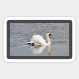 Mute Swan Swimming In The Water Sticker